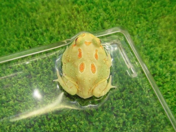 画像3: 美！　クランウェルツノガエル（ライムグリーン）　約３.５cm　１