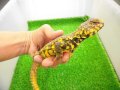 美！　ゲイリートゲオアガマ（イエロー）　約２４cm♂　１