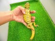 画像4: 美！　ゲイリートゲオアガマ（イエロー）　約２４cm♂　１