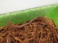 画像2: 美！　ニホンカナヘビ　約１２cm♂　１ (2)