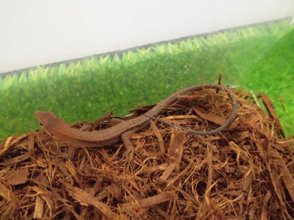 画像2: 美！　ニホンカナヘビ　約１２cm♂　１