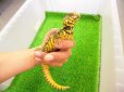 画像6: 美！　ゲイリートゲオアガマ（イエロー）　約２４cm♂　１