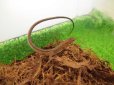 画像1: 美！　ニホンカナヘビ　約１２cm♂　１ (1)