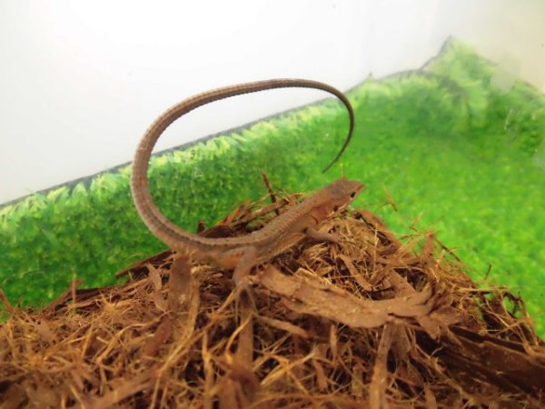 画像1: 美！　ニホンカナヘビ　約１２cm♂　１