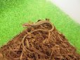 画像2: 美！　ニホンカナヘビ　約１５cm♀　２ (2)