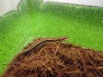 画像3: 美！　ニホンカナヘビ　約１５cm♀　２ (3)