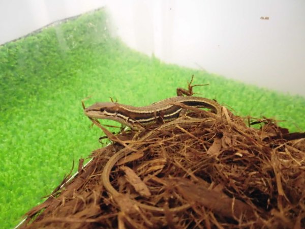 画像1: 美！　ニホンカナヘビ　約１５cm♀　２