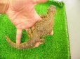 画像2: 美！　ゲイリートゲオアガマ（イエロー）　約２４cm♂　１ (2)