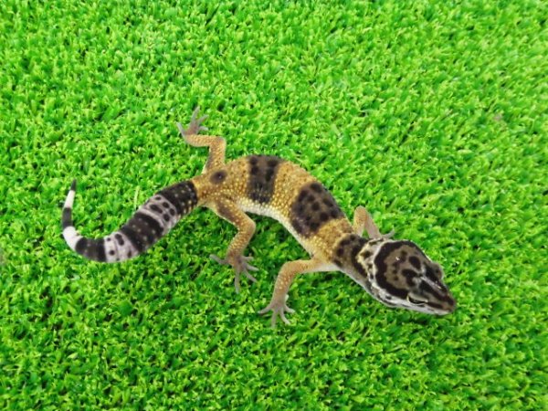 画像4: 美！　ハイイエロー（ヒョウモントカゲモドキ）　約１０cm　２