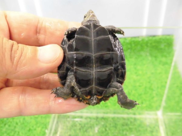 画像5: 美！　ニホンイシガメ（セレクト個体　尾曲がり）　約４.５cm　１
