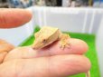 画像2: 美！　クレステッドゲッコー（タイガー）　約９cm １ (2)