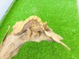 画像3: 美！　クレステッドゲッコー（タイガー）　約９cm １ (3)