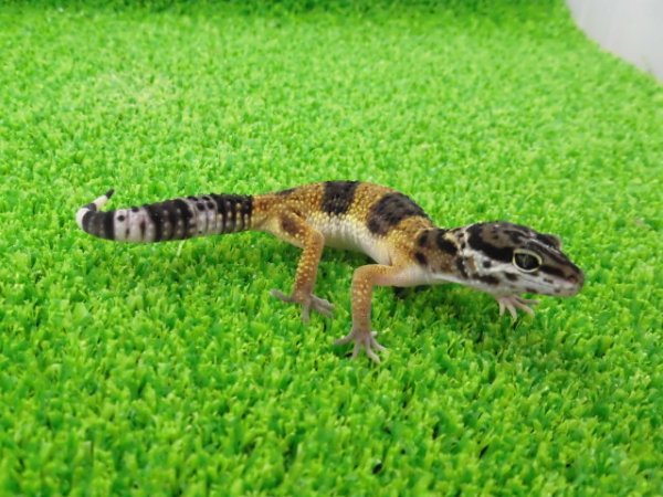 画像5: 美！　ハイイエロー（ヒョウモントカゲモドキ）　約１０cm　２