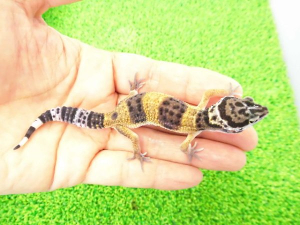 画像1: 美！　ハイイエロー（ヒョウモントカゲモドキ）　約１０cm　２