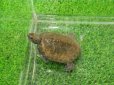 画像2: 美！　ニホンイシガメ（セレクト個体　尾曲がり）　約４.５cm　１ (2)