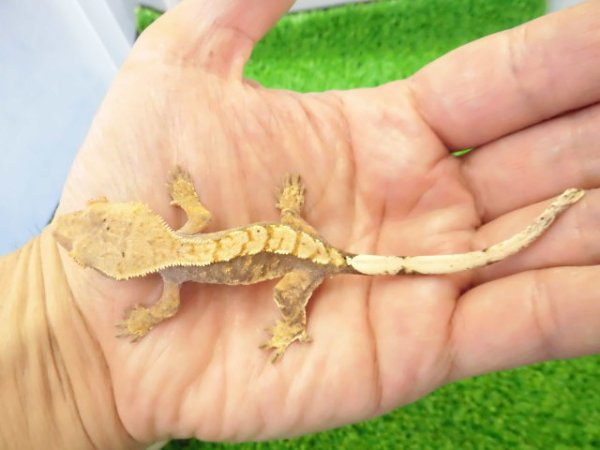 画像4: 美！　クレステッドゲッコー（タイガー）　約９cm １