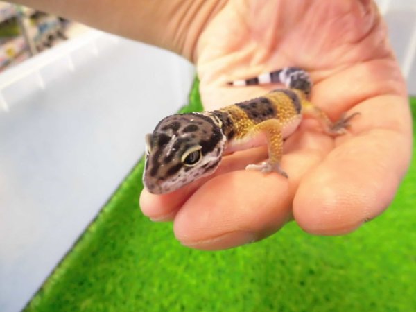 画像3: 美！　ハイイエロー（ヒョウモントカゲモドキ）　約１０cm　２