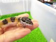 画像2: 美！　ハイイエロー（ヒョウモントカゲモドキ）　約１０cm　２ (2)