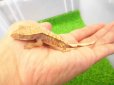 画像5: 美！　クレステッドゲッコー（タイガー）　約９cm １ (5)