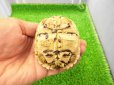 画像7: 美！　ヒョウモンリクガメ　約７cm　１
