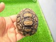 画像2: 美！　ヒョウモンリクガメ　約７cm　１ (2)