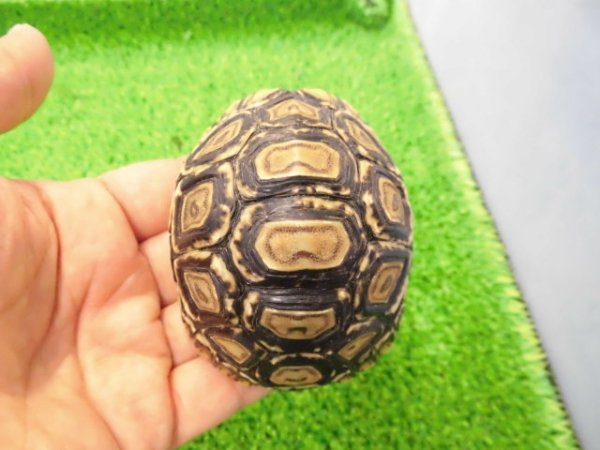 画像2: 美！　ヒョウモンリクガメ　約７cm　１