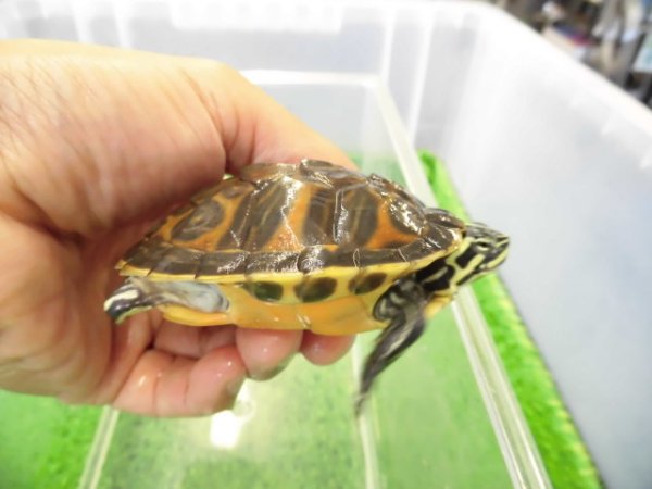 画像3: 美！　フロリダアカハラガメ　約７cm　１