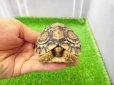 画像6: 美！　ヒョウモンリクガメ　約７cm　１