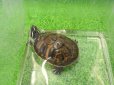 画像2: 美！　フロリダアカハラガメ　約７cm　１ (2)