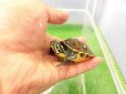 画像4: 美！　フロリダアカハラガメ　約７cm　１ (4)