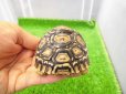 画像5: 美！　ヒョウモンリクガメ　約７cm　１