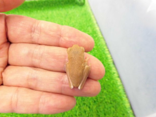 画像3: 美！　クツワアメガエルCB　約３cm　１