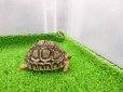 画像8: 美！　ヒョウモンリクガメ　約７cm　１
