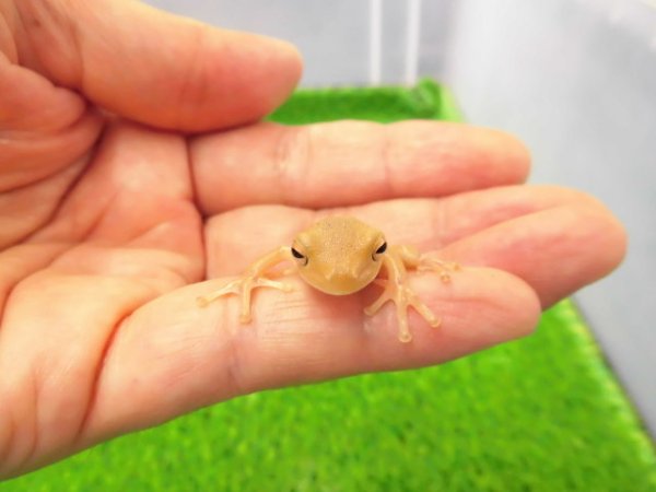 画像2: 美！　クツワアメガエルCB　約３cm　１