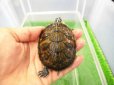 画像1: 美！　フロリダアカハラガメ　約７cm　１ (1)
