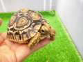 美！　ヒョウモンリクガメ　約７cm　１