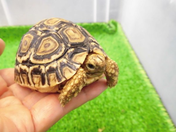 画像1: 美！　ヒョウモンリクガメ　約７cm　１