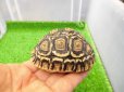 画像4: 美！　ヒョウモンリクガメ　約７cm　１