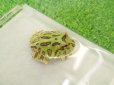 画像1: 美！　クランウェルツノガエル（グリーン）　約３.５cm　１ (1)