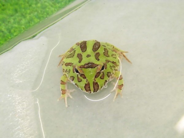 画像2: 美！　クランウェルツノガエル（グリーン）　約３.５cm　１
