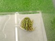 画像4: 美！　クランウェルツノガエル（グリーン）　約３.５cm　１ (4)