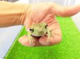 画像3: 美！　イエアメガエル　約６cm　１ (3)