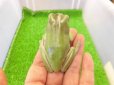 画像5: 美！　イエアメガエル　約６cm　１ (5)