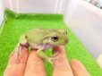 画像1: 美！　イエアメガエル　約６cm　１ (1)