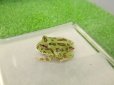 画像3: 美！　クランウェルツノガエル（グリーン）　約３.５cm　１ (3)