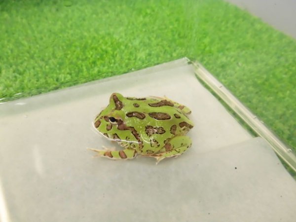 画像3: 美！　クランウェルツノガエル（グリーン）　約３.５cm　１