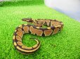 画像2: 美！　ボールパイソン（2025FH）　約３０cm♀　１ (2)