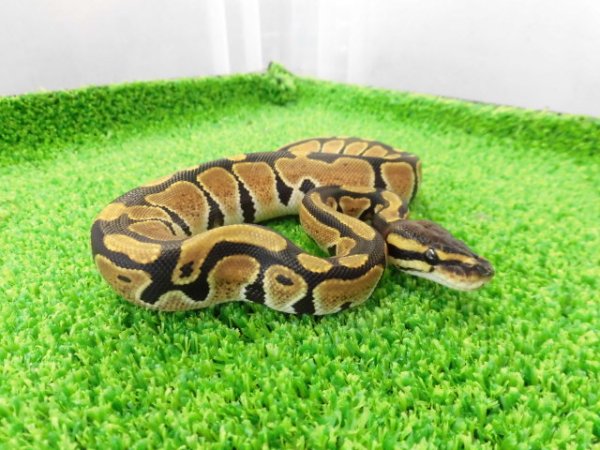画像3: 美！　ボールパイソン（2025FH）　約３０cm♀　１