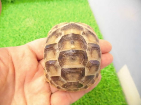 画像2: 美！　イベラギリシャリクガメ　約６cm　１