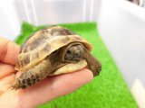 美！　イベラギリシャリクガメ　約６cm　１